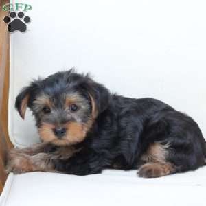 Arlo, Yorkie Puppy