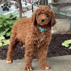 Dash, Goldendoodle Puppy