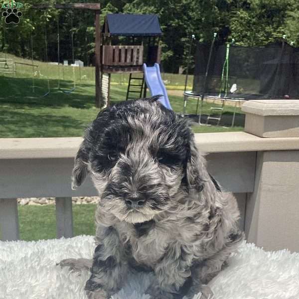 Parker, Havapoo Puppy