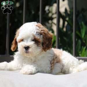 Turner, Cavapoo Puppy