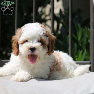 Turner, Cavapoo Puppy