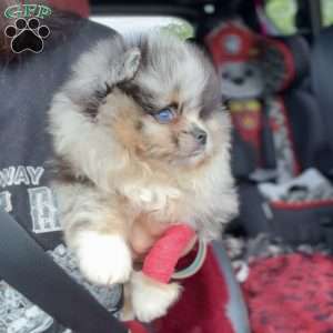 Little River, Pomeranian Puppy