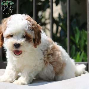 Turner, Cavapoo Puppy