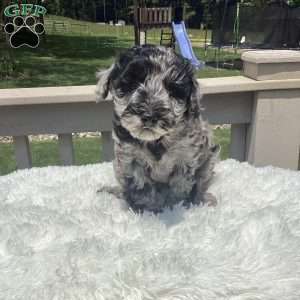 Parker, Havapoo Puppy
