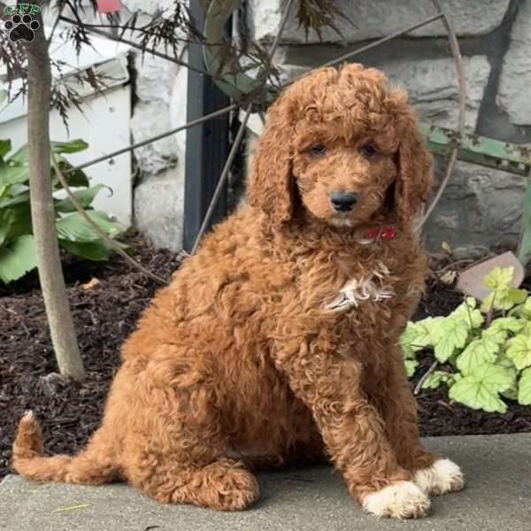 Diego, Goldendoodle Puppy