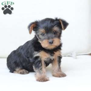 Hazel, Yorkie Puppy