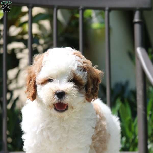 Turner, Cavapoo Puppy
