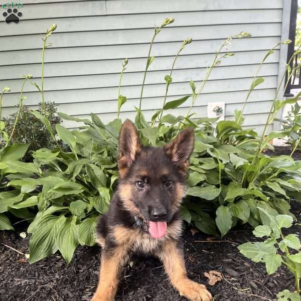Odis, German Shepherd Puppy