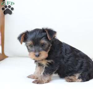 Hazel, Yorkie Puppy