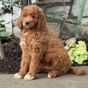 Diego, Goldendoodle Puppy