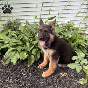 Odis, German Shepherd Puppy