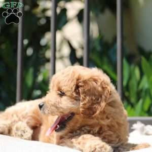 Nola, Cavapoo Puppy