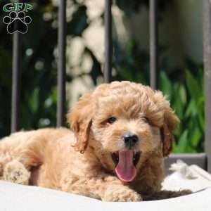 Nola, Cavapoo Puppy