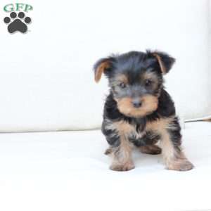 Hazel, Yorkie Puppy