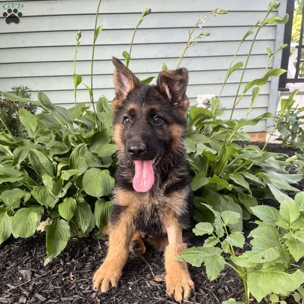Milo, German Shepherd Puppy