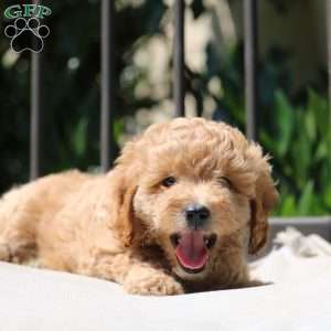 Nola, Cavapoo Puppy