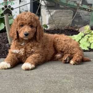 Diego, Goldendoodle Puppy
