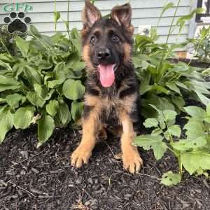 Milo, German Shepherd Puppy