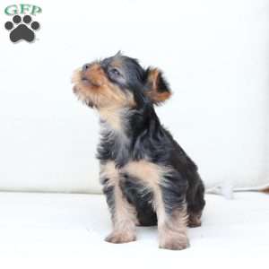 Hazel, Yorkie Puppy