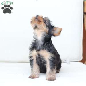 Hazel, Yorkie Puppy