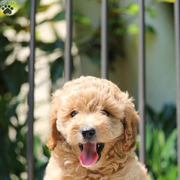 Nola, Cavapoo Puppy