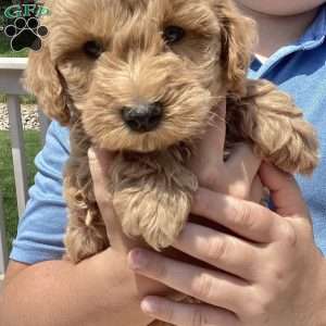 Freddy, Havapoo Puppy