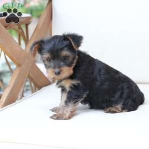 Hazel, Yorkie Puppy