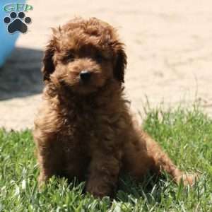 Wheeler, Cavapoo Puppy