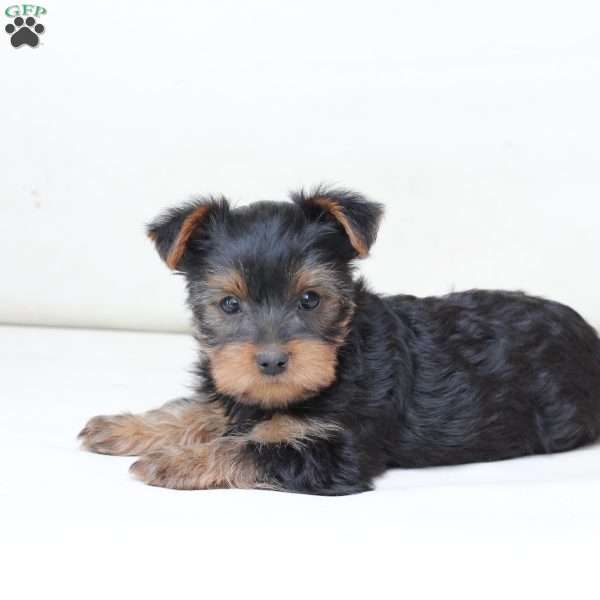 Hazel, Yorkie Puppy