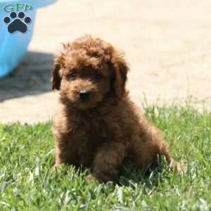 Wheeler, Cavapoo Puppy