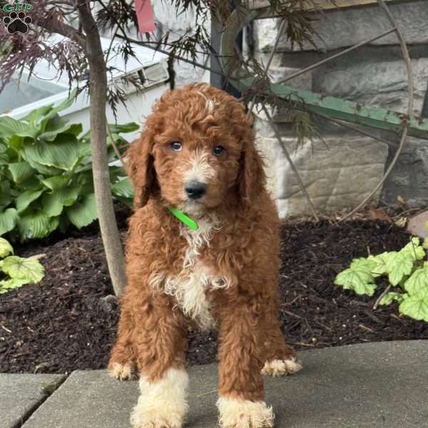 Diesel, Goldendoodle Puppy