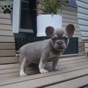 Milo, French Bulldog Puppy