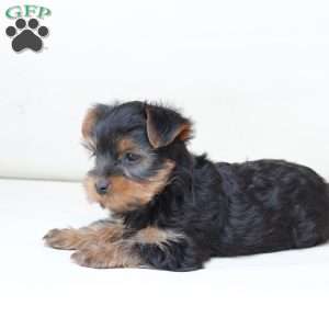 Hazel, Yorkie Puppy