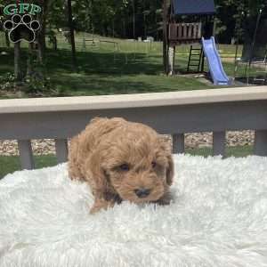 Freddy, Havapoo Puppy
