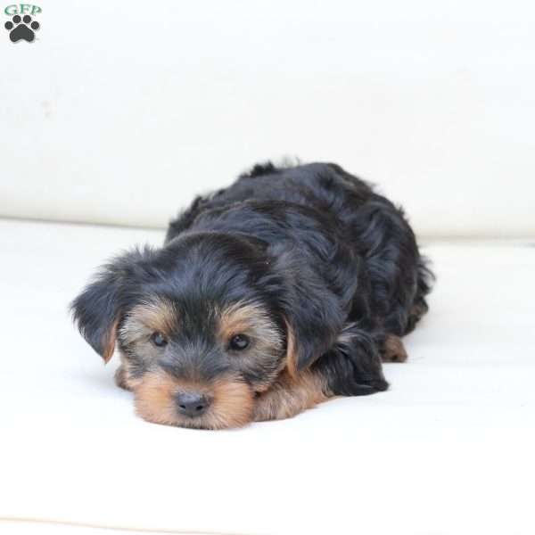 Chase, Yorkie Puppy