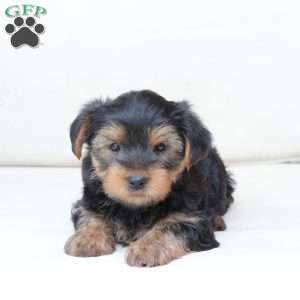 Chase, Yorkie Puppy