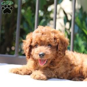 Wheeler, Cavapoo Puppy