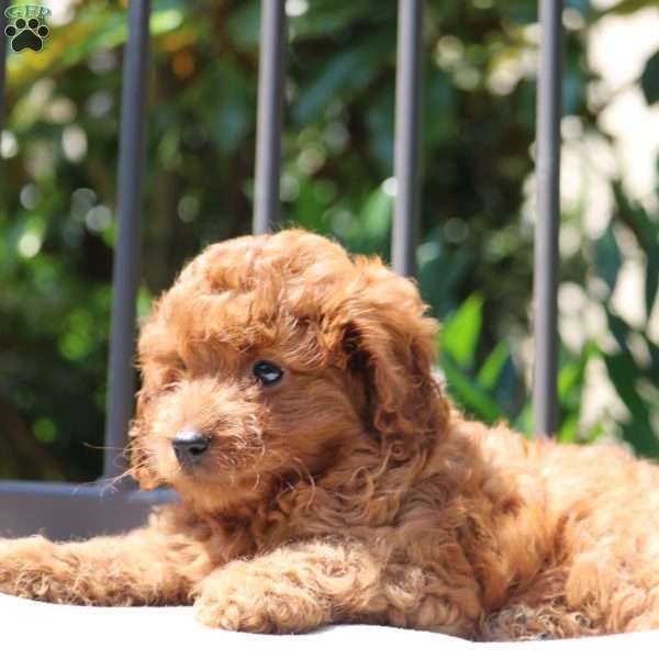 Wheeler, Cavapoo Puppy