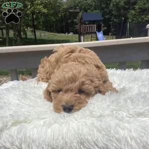 Freddy, Havapoo Puppy