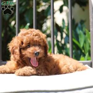 Wheeler, Cavapoo Puppy