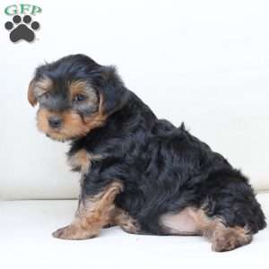 Chase, Yorkie Puppy