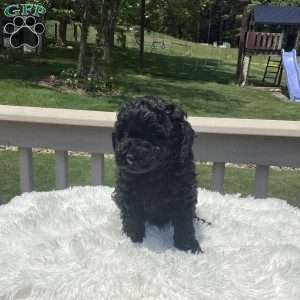 Jude, Havapoo Puppy