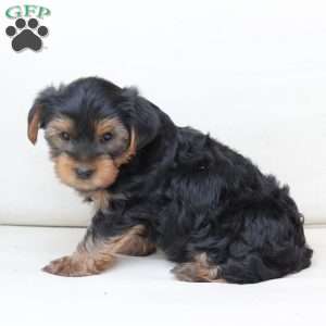 Chase, Yorkie Puppy