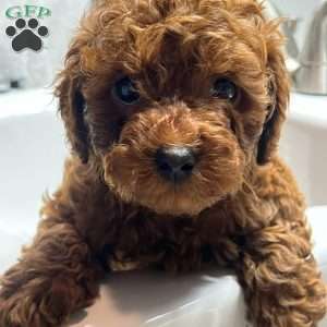 London Toy/Teacup, Toy Poodle Puppy
