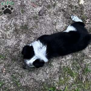 Tex, Blue Heeler Mix Puppy