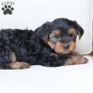 Chase, Yorkie Puppy