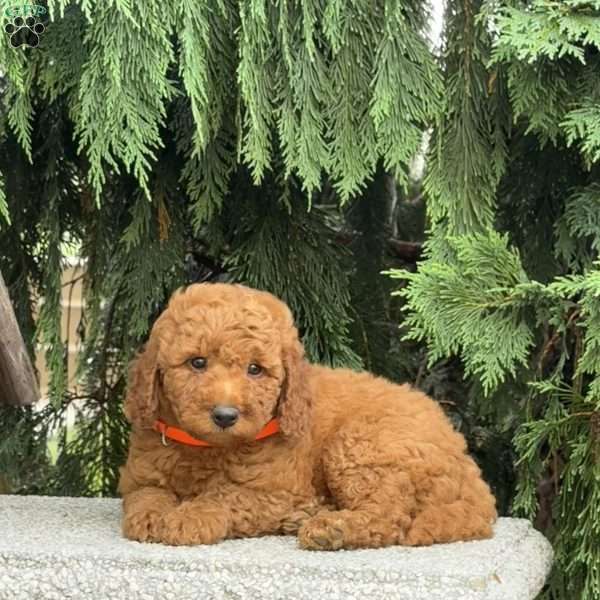 Scotty, Mini Labradoodle Puppy