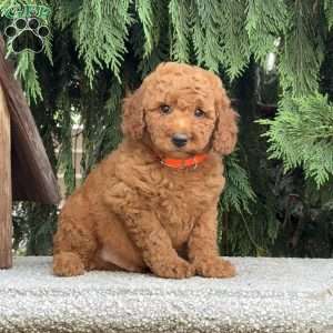 Scotty, Mini Labradoodle Puppy