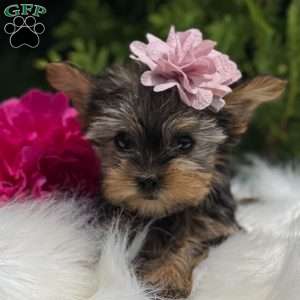 Beauty, Yorkie Puppy