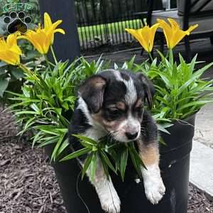 Bugs, Blue Heeler Mix Puppy